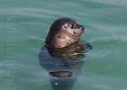 Seal pup floats in Children&#39;s Pool.