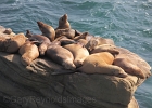 California Sea Lions pile on each other to dry, rest, and warm.  (All females.)