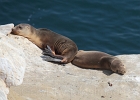 Two sea lion pups climb high up on some warm sandstone for a nap.