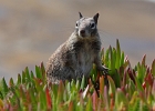 Aggressive ground squirrels will overrun you in Coast Park.