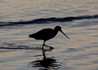 A Long-billed Dowitcher feeds in silhouette.