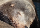 Monday morning down at Stan's in Newport to have coffee and spend quality time with the pinnipeds.