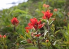 A smattering of paintbrush on the sides of the moraine.