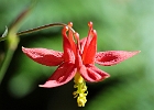 Crimson Columbine found at a couple different water seeps in the avalanche chutes.