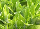 False Hellebore (Veratrum viride).