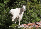 Nanny goat keeping and eye on me, but pretty relaxed.