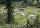 I was surprised to see goats at this low an elevation and in the meadows.