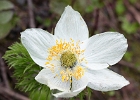 Weastern pasque flower.  The "mouse-on-a-stick" seed heads come later.