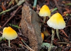 One the return climb out of the valley, fungus of some sort right at Gold Run Pass.