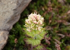 Plenty of white paintbrush along the ridge.