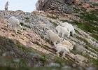 I watch from my ridge camp a herd of 25 goats climb up and wander past me during "dinner" (a PB&J).