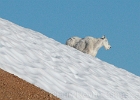 The goats came back over the col on the other side of me. I seemed to have camped on their daily path.