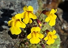 Yellow Monkey Flower typical blooms in bunches on the edge of running water.