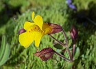 A single flower growing in a seep on the trail.