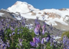 The first nice groups of lupine found this season.