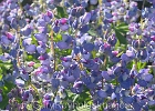 Love the purple. Sitting on a lateral moraine in an amazing alpine garden.