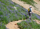 Heading back. Cold filtered water and planty of flowers made the return easier.