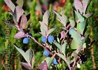 Between Iceberg Lake and Herman Saddle, there was an amazing number of sweet blueberries.