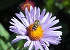 Purple asters were abundant down by Bagley Lakes.