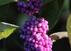 9/19/2016: Monday morning walk with Penny, Jerry, Sally, and Yvonne at Furman University. Sally will have to remind me what these berries are...