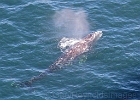 Good perspective to watch whales feed.