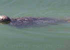 Harbour seal enjoy the absense of sea lions this month.