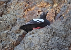 Pigeon Guillemot