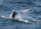 Close encounter at the Rocky Creek turn-out from Highway 101.