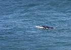 A longboarder well off Moolack Beach. I wonder if he knows how many whales are about?