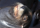 California sea lion in repose at the Newport Bayfront.