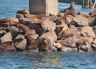 The barrier protecting the commercial docks is usually covered -- and noisy with barking 24/7.