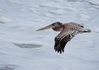 Brown Pelican.  We saw hundreds gliding up and down the coast. They only spend late sumer and fall in Oregon.