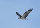 An Osprey hunts along the surfline.