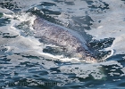 Less than 50-ft away from a whale while standing on the sidewalk in Depoe Bay.