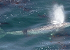 From Cape Foulweather, the first place Captain James Cook saw Oregon.  Good views of entire whales.