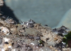 Tidepool sculpin.