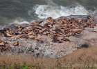 Steller Sea Lions: Most stay outside the caves this time of year.