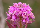 Fireweed along Salal Hill trail... in the fog.