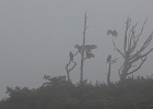 Vultures waiting for the fog to thin.