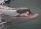 Sea lions looking for handouts after a fishing boat docks.