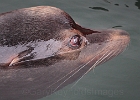 Sea lion within five feet of us without any bother.