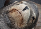 Sea lion dock.  Not too crowded this day, so all the boys were calm and quiet.