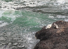 A couple seals resting on the rocks below.