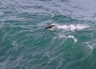 Many sea lions were engaged in a surfing competition below us...